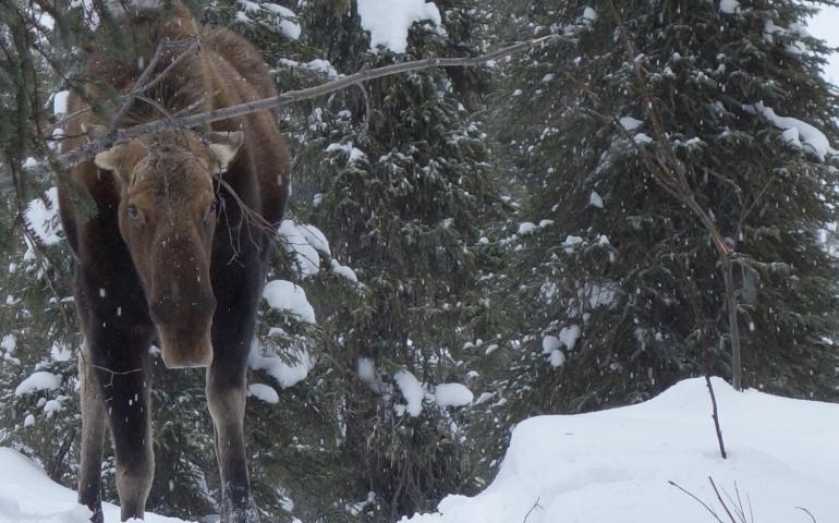 frozen characters the moose